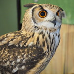 パクチーバル 8889 - ベンガルワシミミズクのクイーン