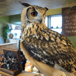 パクチーバル 8889 - ベンガルワシミミズクのクイーン