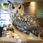 パクチーバル 8889 - ベンガルワシミミズクのクイーン