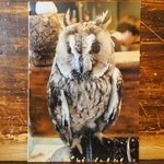 パクチーバル 8889 - お土産