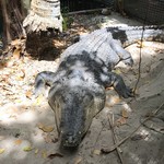 LITE BITES - ギネス認定世界最大のクロコダイル「」