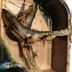 銀座 鮨 かねさか 本店 - 