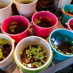 元祖 太平洋 - 店先のメダカ・・