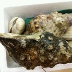 鳥羽磯部漁業協同組合 - ホラ貝