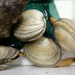 鳥羽磯部漁業協同組合 - 大あさり