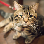 久遠の空 - 2017.10 マンチカンのむーにゃん（食材ではありません）