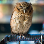 久遠の空 - 2017.10 フクロウの福ちゃん（食材ではありません）