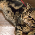 久遠の空 - 2017.10 マンチカンのむーにゃん（食材ではありません）