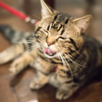 久遠の空 - 2017.10 マンチカンのむーにゃん（食材ではありません）