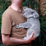 BAR36 Live Lounge - 念願のコアラ抱っこ、意外と重いんです