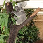 BAR36 Live Lounge - ユーカリにしがみつくコアラ君