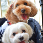 自家製生麺専門 プレミアム ポタパスタ カフェ リゾート - 