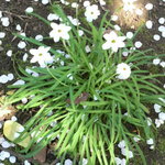 PATE屋 - 庭に散る桜