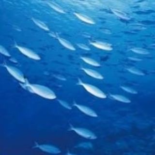 研究所直送の新鮮な魚は絶品！