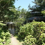 山ごぼう - 10月のヤマゴボウ