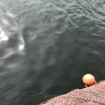 米沢鯉 六十里 - 