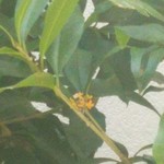 ねぎし - おまけ・・庭の金木犀咲きました（嬉）！