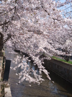 kafeo-tsu- - 玉串川の桜