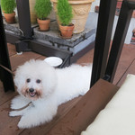 リストランテ ピッツェリア ジャンカルロ トウキョウ - アンはシェフが大好き！！