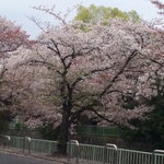 藤芳 - 店のすぐ前は疎水沿いに桜が咲いています