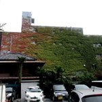 田園 - 駐車場から見えた蔦の紅葉！