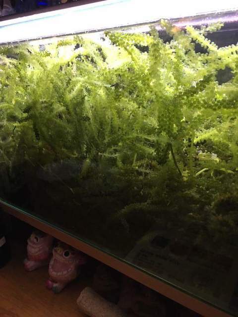 Okinawa nu Kakurega NI-NI Nagashima Ten photo 5