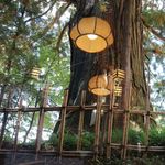 うずら家 - 席から見えるご神木