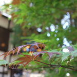 うずら家 - 外観