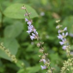 とらや工房 - 庭の花。