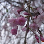 鰻割烹 伊豆栄 梅川亭 - これは、上野の桜