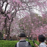 鰻割烹 伊豆栄 梅川亭 - 先ほどの桜の木