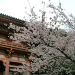 ホリーズカフェ - 醍醐寺の桜