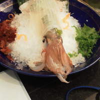 割烹 かじ 本店 - 透けてます。イカ釣り思い出すなぁ。