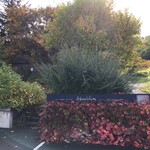 エグ・ヴィヴ - 