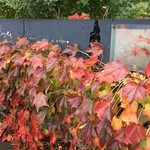 エグ・ヴィヴ - 