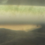 鰻はし本 - 池神様