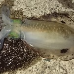 笑福 - おまけ   アオリイカ！