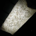 蕎麦喰い処 利めい庵 - 蕎麦喰い処 利めい庵 - 2017年秋