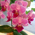 カフェ エーデルワイス - 