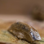 うを徳 - 根室（ねむろ）眞鰯（まいはし）