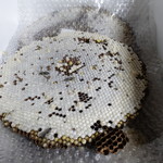 かたつむり - 地蜂のハチノス