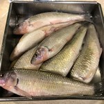 うを徳 - 鰉(ひがい)とはこれ