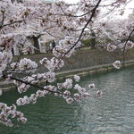 だる満 - 疏水沿いの桜を楽しめます♪
