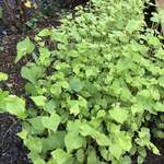 そば舎 あお - 蕎麦に花が咲いてきた