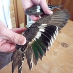 徳山鮓 - 2012年3月