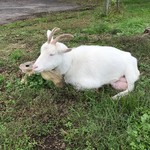 大松庵 - 敷地にヤギがいます。