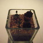 フロリレージュ - 蕎麦のガレット