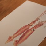 エビス亭 - ランチョンマットがイカ柄♡