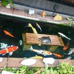 いわし料理 善 - 