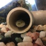 八べえ - 1歳半のうなぎ